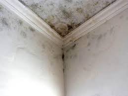 Best Mold Odor Removal Services  in USA